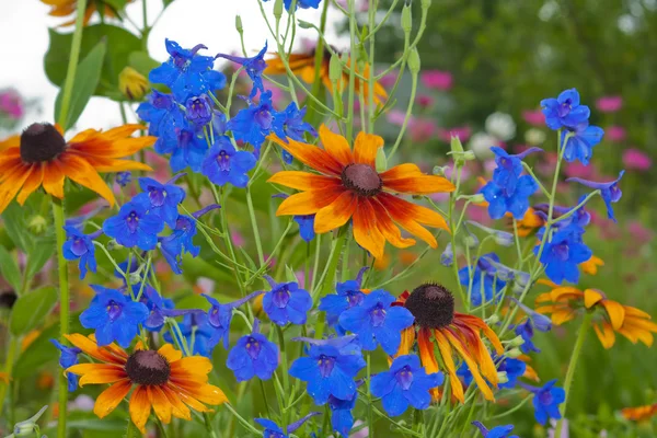 stock image Blue bell flower close up