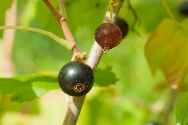 Black Curant berry — Stock Photo, Image
