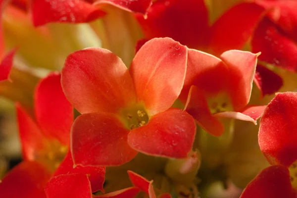 Kleine rote Blume — Stockfoto