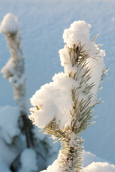 Сніжна зима — стокове фото