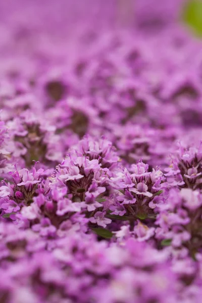 Hintergrund der Blumen — Stockfoto