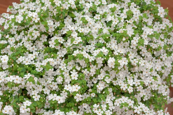 白色花朵的背景 — 图库照片