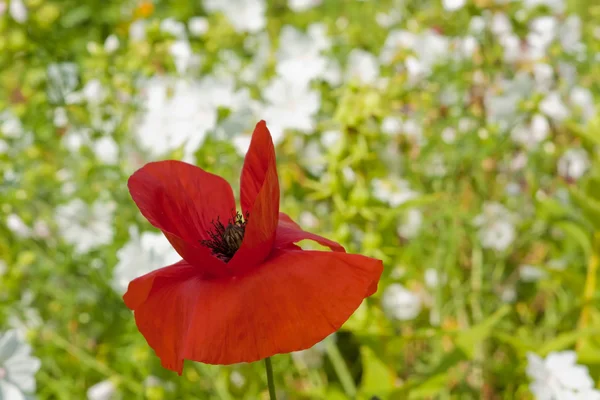 Bunga Merah Poppy — Stok Foto