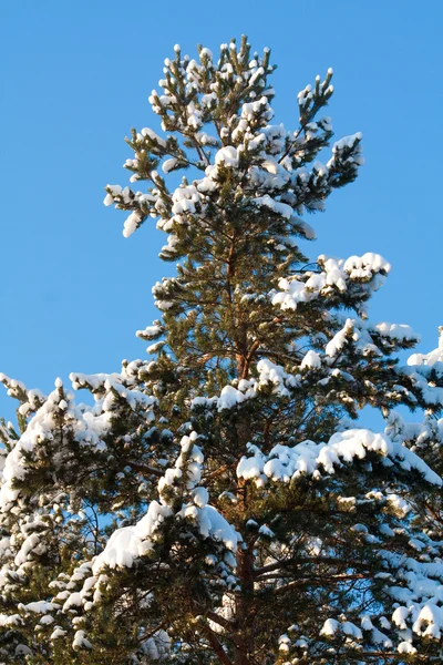 Υποκατάστημα fir παγετού — Φωτογραφία Αρχείου