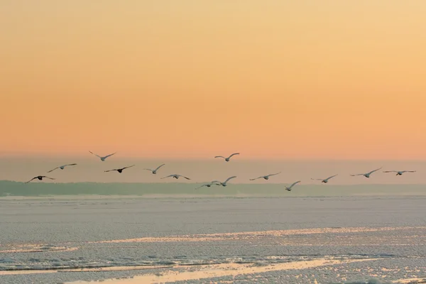 Cisnes voadores no inverno — Fotografia de Stock