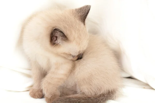Siamese pussycat — Stock Photo, Image