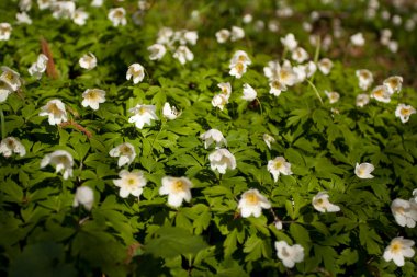 White anemone clipart