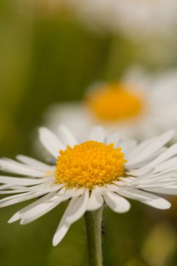 Zeekust in ochtend