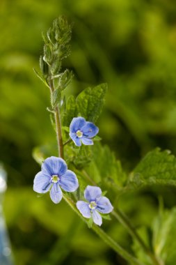 Veronica germander