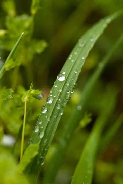 Wassertropfen auf Pflanze — Stockfoto