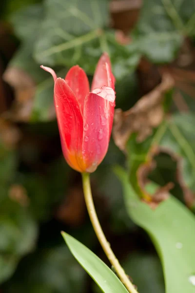 Tulip Merah — Stok Foto