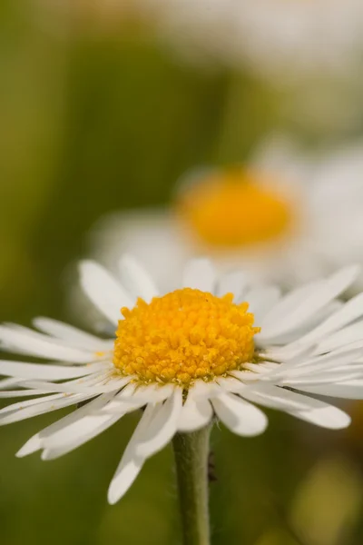 Stokrotka kwiat makro z bliska — Zdjęcie stockowe