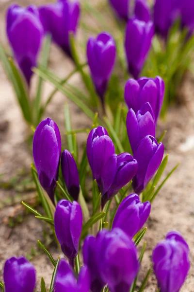 Violet crocus — Stock Photo, Image