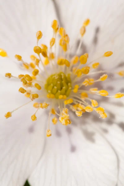 Weiße Anemone — Stockfoto