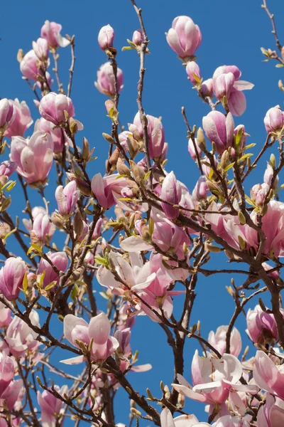 Magnolia rose fleur — Photo