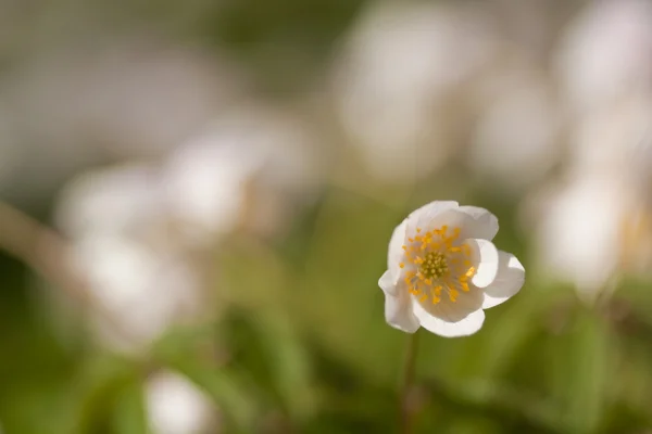 Anemon biały — Zdjęcie stockowe