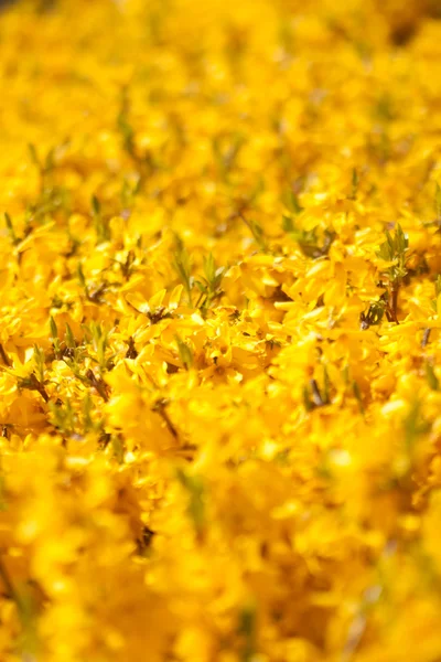 Field flowers — Stock Photo, Image