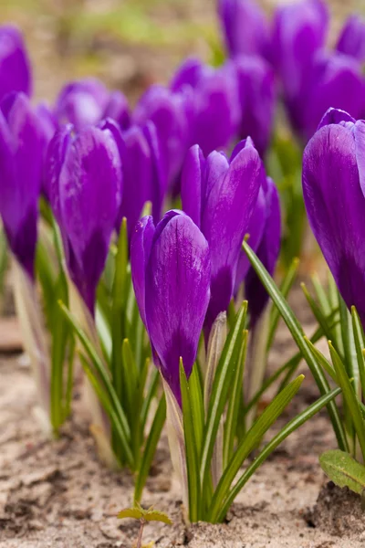 Azafrán violeta — Foto de Stock