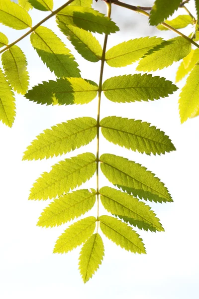 stock image Green leaf