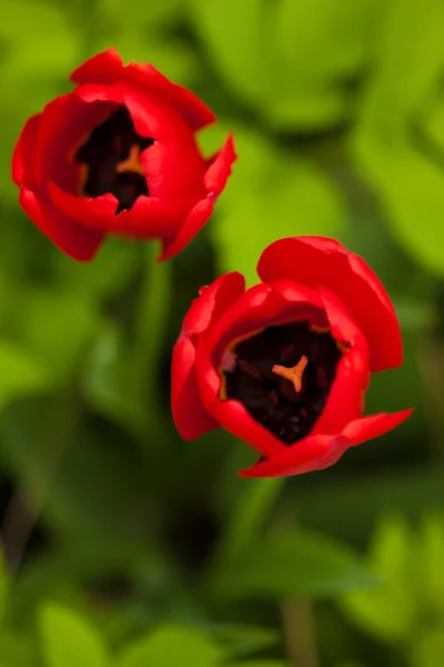 Cabeça de tulipa — Fotografia de Stock
