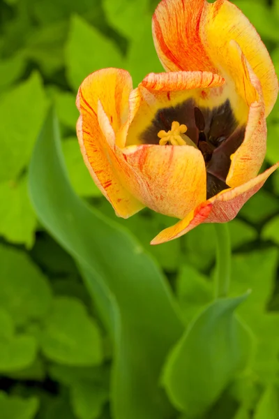 Tulipan głowy — Zdjęcie stockowe