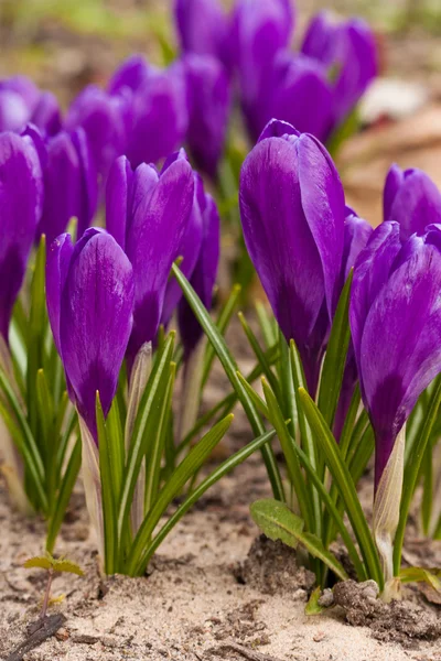 紫番红花 — 图库照片