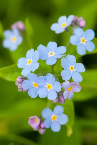 Blue forget-me-not — Stock Photo, Image