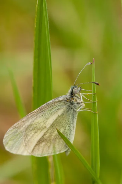 stock image Buttefly sitting in grass