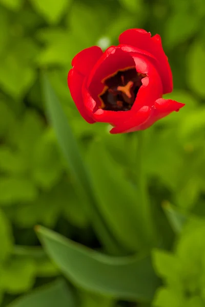 Tulip head macro in nature — Stock Photo, Image