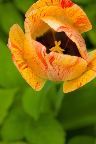 Cabeça de tulipa macro na natureza — Fotografia de Stock