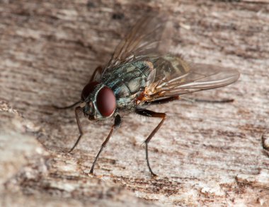 Fly on the stone clipart