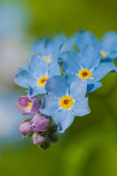 Blue forget-me-not — Stock Photo, Image