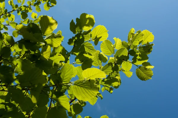 Groene blad aan zonlicht — Stockfoto