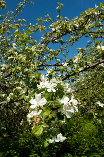 リンゴの木の花を持つ — ストック写真
