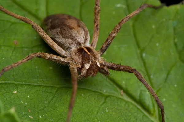 자연 거미 — 스톡 사진