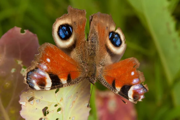 stock image Peacock butterfly