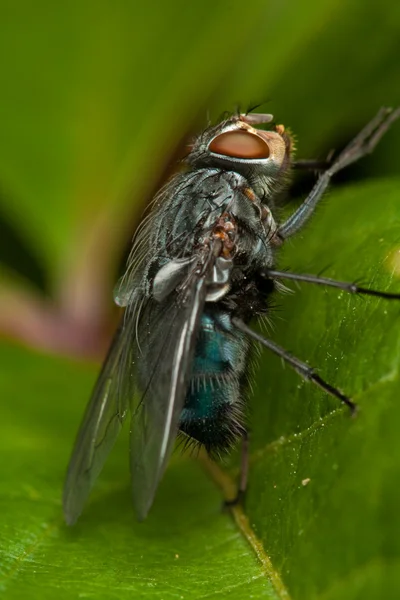 stock image Fly on green leaf