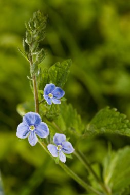 Veronica germander