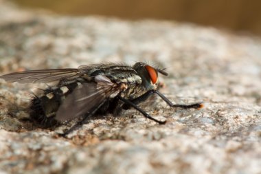 taşa fly