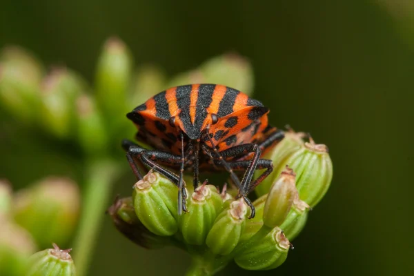 Чорний помаранчевий смугастий жук — стокове фото