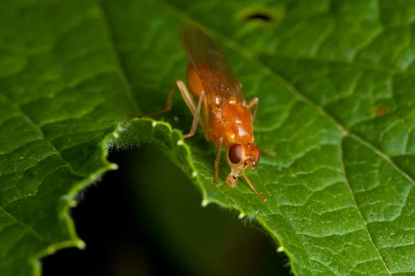 Помаранчева муха на зеленому листі — стокове фото