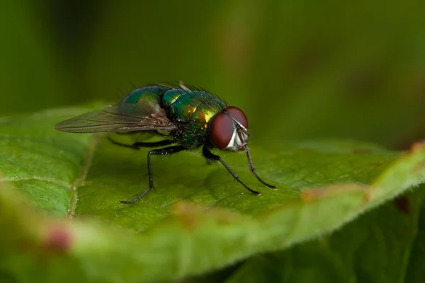 Moucha na zeleném listu — Stock fotografie