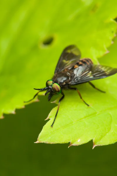 Vliegen op groen blad — Stockfoto
