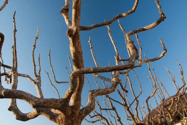 Silueta de árbol viejo — Foto de Stock