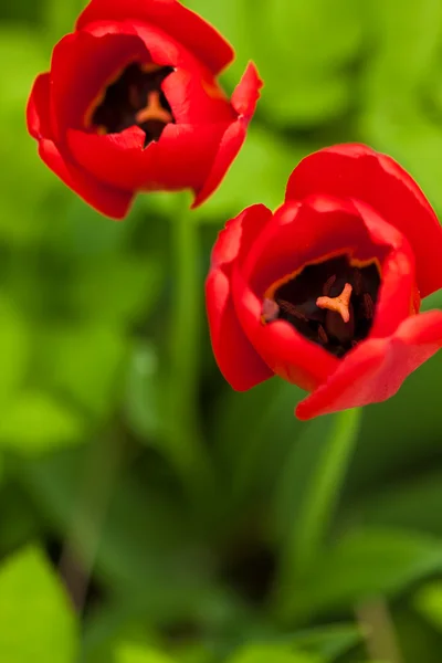 Cabeza de tulipán — Foto de Stock
