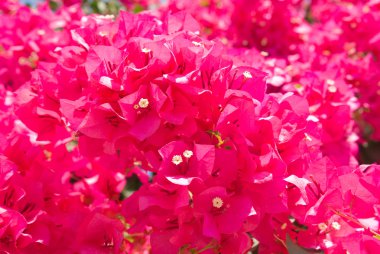 Flowers Bougainvillea clipart