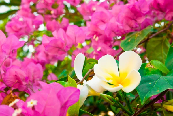 Bougainvillea flowers and plumer — Stock Photo, Image