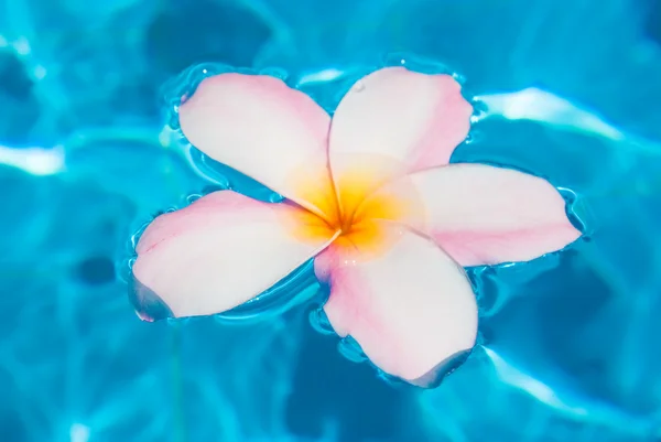 Blomma plumer i vatten — Stockfoto