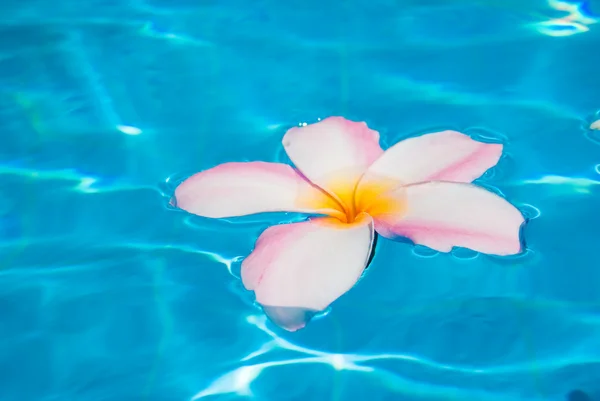 Plumero de flores en agua — Foto de Stock