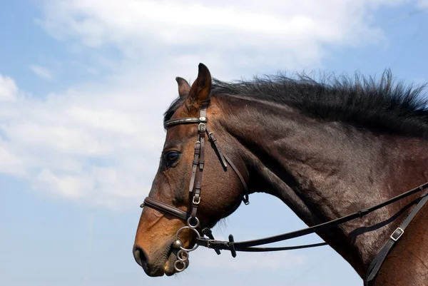 空に向かって馬の頭 — ストック写真